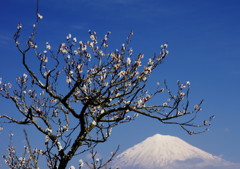 旅写真　梅に富士　Ⅱ