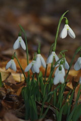 OLD LENS  スノードロップ　Ⅱ