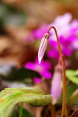 春を探して　カタクリ　Ⅱ
