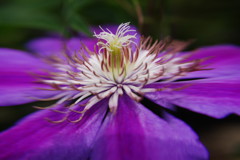 季夏　鉄線　Ⅱ