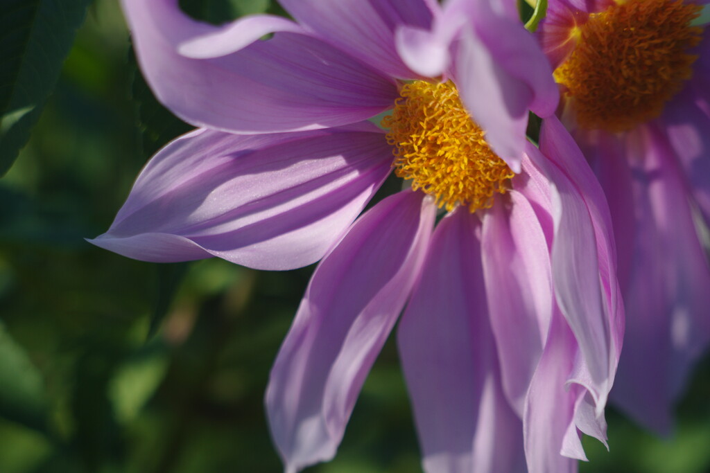 落日.　皇帝ダリア
