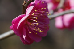 初春　紅梅