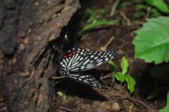 秋思　ゴマダラチョウ　Ⅱ