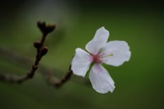 行秋　十月桜　Ⅱ