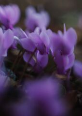 落日　シクラメン原種　Ⅱ