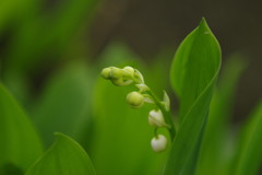 春色　すずらん