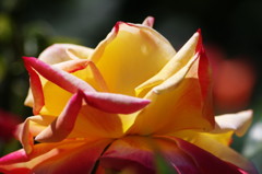 春爛漫　薔薇　Ⅲ