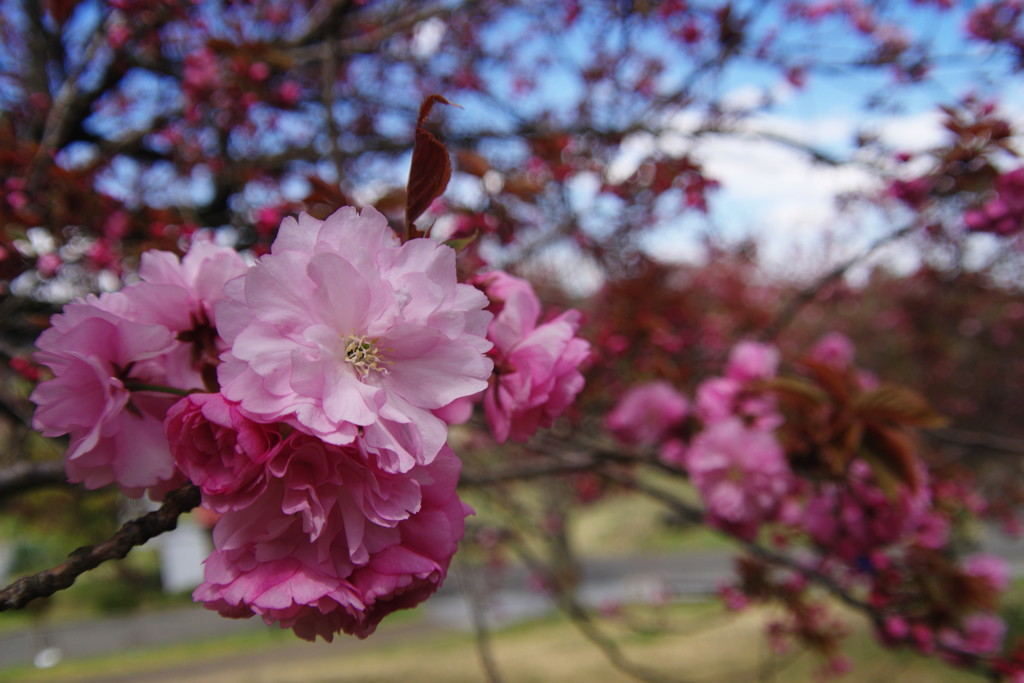 中春　八重桜