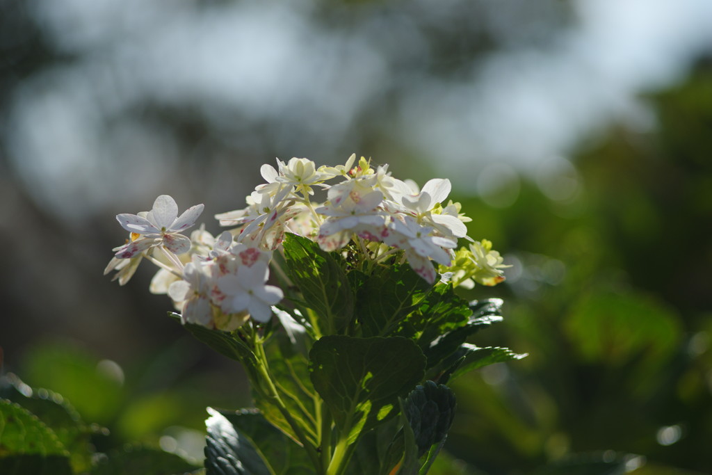 千秋楽　アジサイ