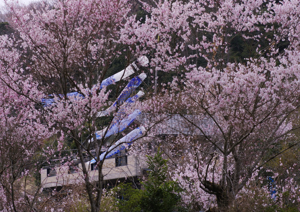 春を探して　鯉幟　Ⅱ