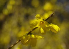 春寒　レンギョウ