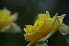 行秋　バラ　Ⅱ