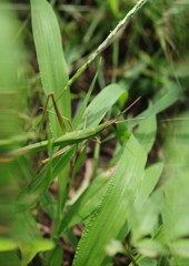 花と虫達　ショウリョウバッタ