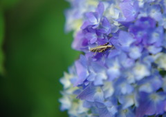 立夏　バッタ