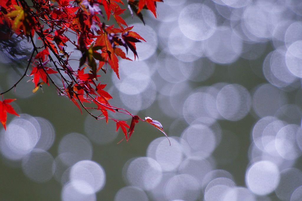 千秋楽　マルボケ　Ⅱ