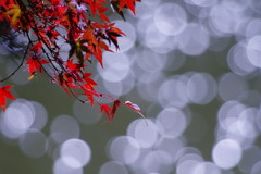 千秋楽　マルボケ　Ⅱ