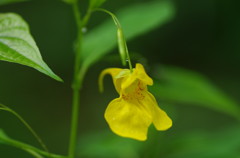 初夏を探して　キツリフネソウ