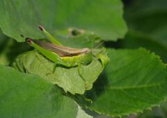 季夏　トノサマバッタ？　Ⅱ