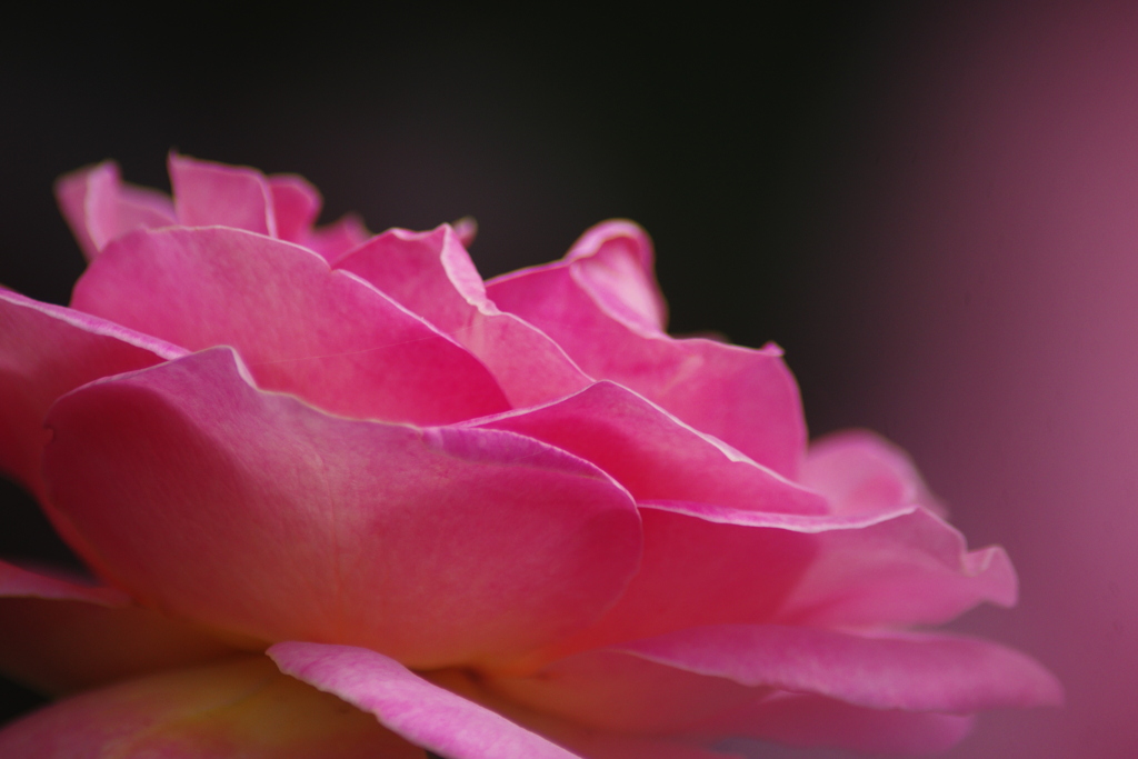 薔薇　Ⅱ