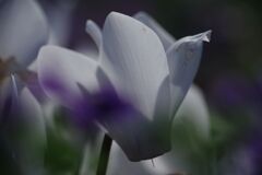 ミニシクラメン