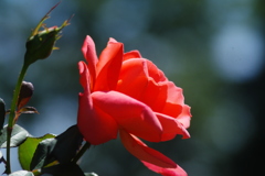 薔薇
