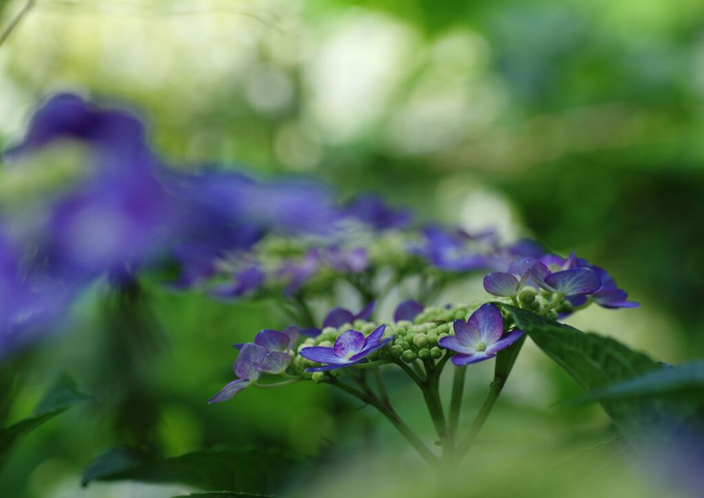 紫陽花　Ⅱ