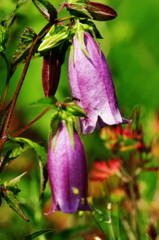 初夏を探して　ホタルブクロ