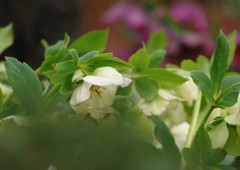 春を探して　クリスマスローズ