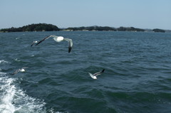 旅写真　松島湾のウミネコ　２