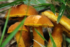 秋を探して　きのこ