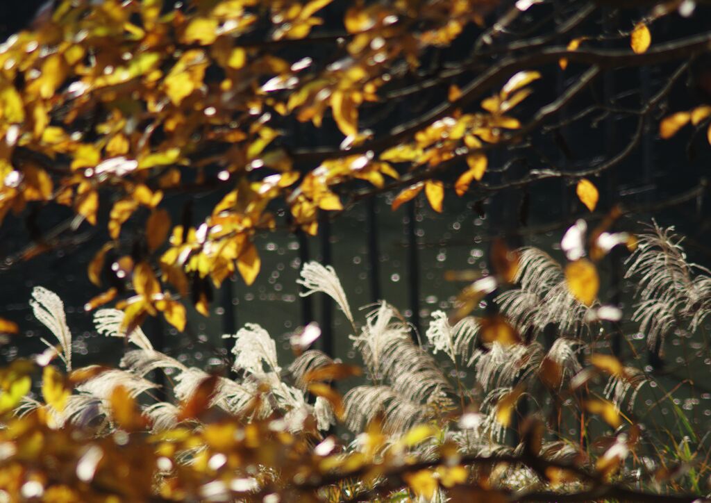 秋たけなわ　Ⅱ