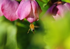春爛漫　クリスマスローズに蜜蜂