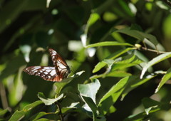 虫達を追って　アサギマダラ