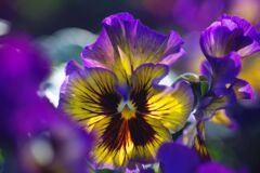 小春　パンジー