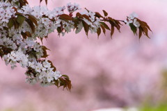 春を探して ヤマザクラ 春を探して ヤマザクラ