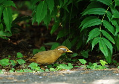 野鳥を探して　ガビチョウ