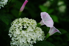 晩夏　ヒルガオ