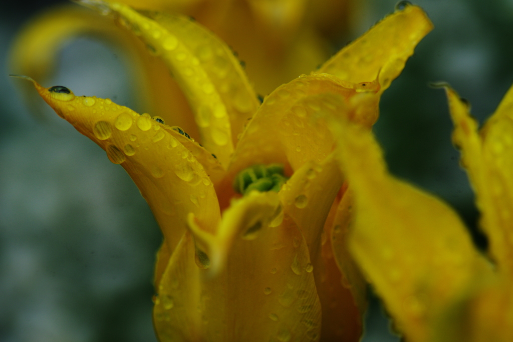 雨上がりのチュウリップ