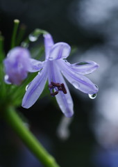 季夏　アバガンサス