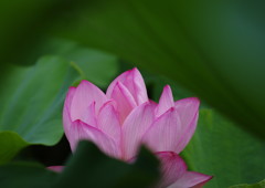 晩夏　大賀ハス