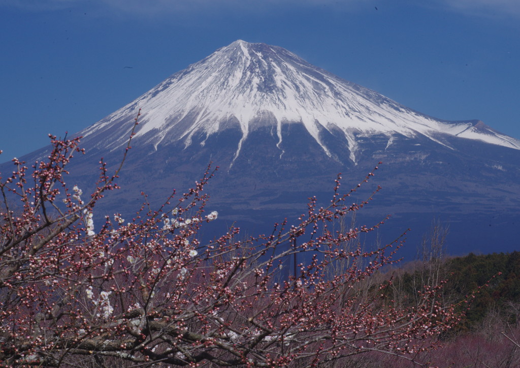 春暖　富士山