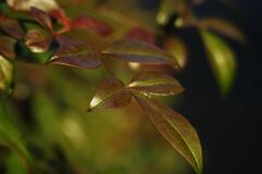 万物寒　ナンテンの葉