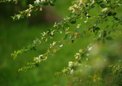 OLD LENS  はぎ（白）