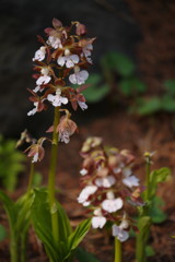 中春　エビネラン