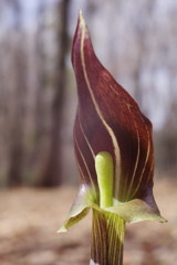 OLDLENS  マムシグサ