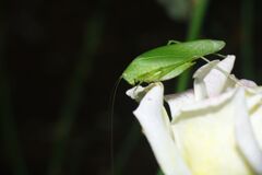 落日　キリギリス　Ⅱ