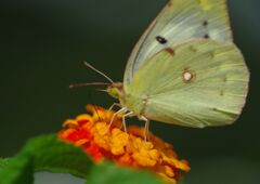 季夏　モンキチョウ