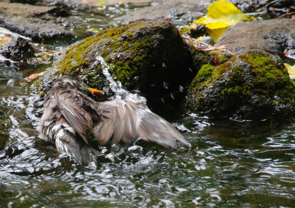 野鳥を探して　ムクドリ