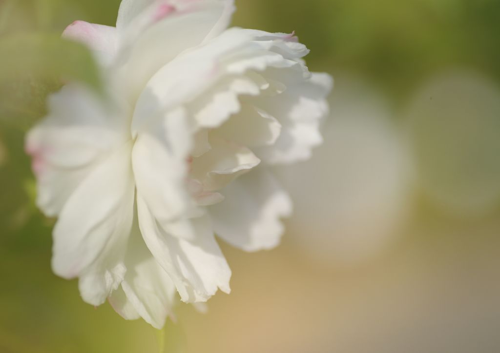 短日　サザンカ　Ⅱ