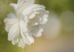 短日　サザンカ　Ⅱ